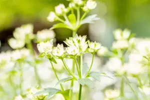 Astrantia maj. 'Star of Billion'?