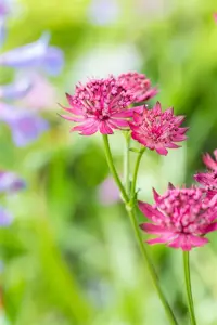 Astrantia maj. 'Venice'