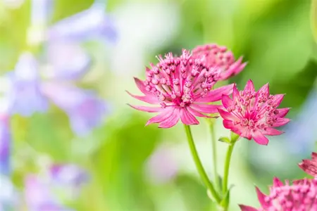 Astrantia maj. 'Venice' - P9 - image 2