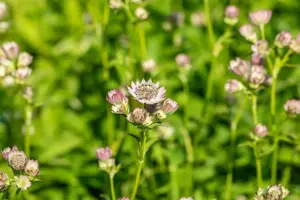 Astrantia major 'Pink Button'