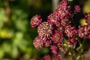 Astrantia 'Moulin Rouge'?