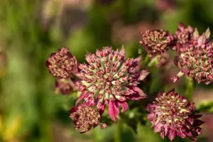 Astrantia 'Moulin Rouge'? - 2 Ltr pot - image 2