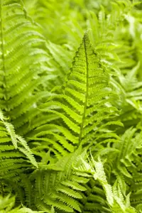 Athyrium f.-f. 'Rotstiel'