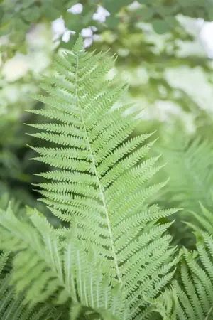 Athyrium filix-femina - 1.5 Ltr pot - image 2