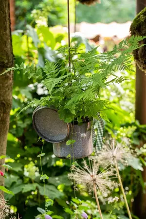 Athyrium filix-femina - 1.5 Ltr pot - image 4