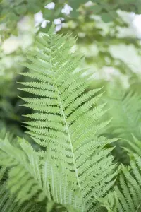 Athyrium filix-femina - 3 Ltr pot - image 2
