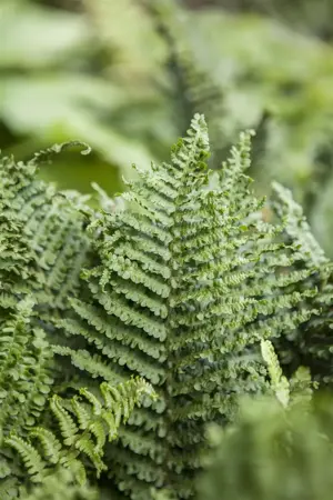 Athyrium filix-femina - P9 - image 1