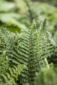 Athyrium filix-femina - 5 Ltr pot - image 4
