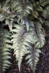 Athyrium nip. 'Metallicum'