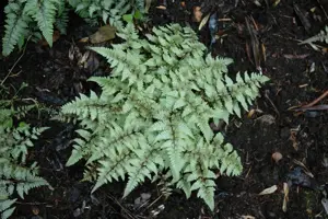 Athyrium nip. 'Pictum'