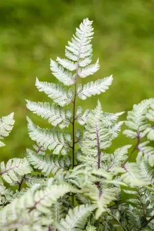 Athyrium nip. 'Silver Falls' - 2 Ltr pot
