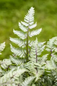 Athyrium nip. 'Silver Falls'