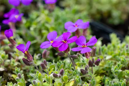 AUBRETIA DR MULES VARIEGATA 1L 8's