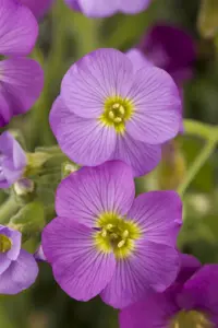 AUBRETIA MIX 1L 8's - image 1