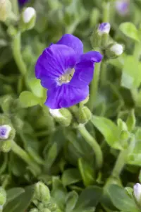 AUBRETIA MIX 1L 8's - image 2