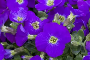 Aubrieta grac. 'Audrey Blue Shades' - 2 Ltr pot - image 2