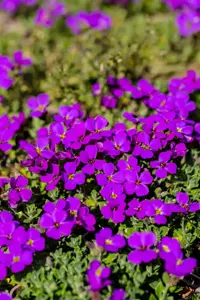 Aubrieta 'Hamburger Stadtpark' - P9 - image 3
