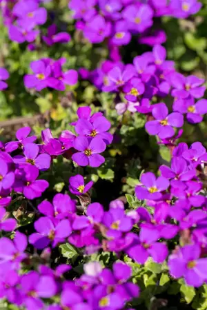 Aubrieta 'Hamburger Stadtpark' - P9 - image 5