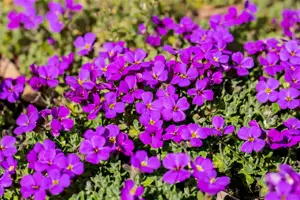 Aubrieta 'Hamburger Stadtpark'