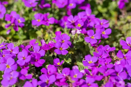 Aubrieta 'Hamburger Stadtpark' - P9 - image 2