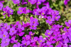 Aubrieta 'Hamburger Stadtpark' - P9 - image 2