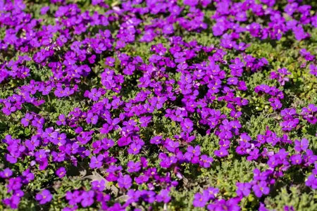 Aubrieta 'Hamburger Stadtpark' - P9 - image 4