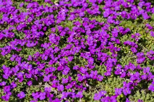 Aubrieta 'Hamburger Stadtpark' - P9 - image 4