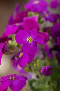 Aubrieta 'Kitte Blue' - 1.5 Ltr pot - image 5