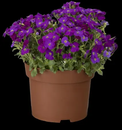 Aubrieta 'Kitte Blue' - 1.5 Ltr pot - image 1