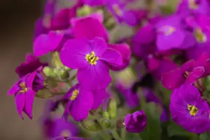 Aubrieta 'Kitte Blue' - 1.5 Ltr pot - image 3