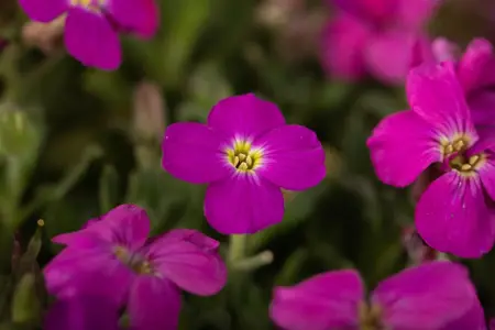 Aubrieta 'Kitte Blue' - 1.5 Ltr pot - image 4