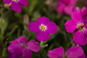 Aubrieta 'Kitte Blue' - 1.5 Ltr pot - image 4