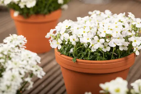 Aubrieta 'Regado White' - P9