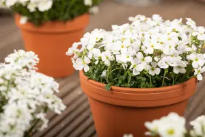 Aubrieta 'Regado White'