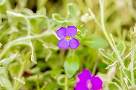 Aubrieta 'Silberrand' - P13 - image 4