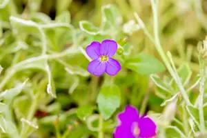 Aubrieta 'Silberrand' - P13 - image 4