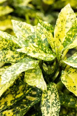 Aucuba jap. 'Crotonifolia' - 2.5 Ltr pot - image 4