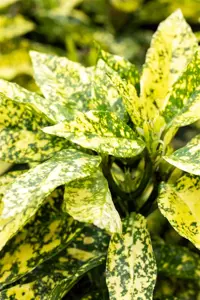 Aucuba jap. 'Crotonifolia' - 2.5 Ltr pot - image 4