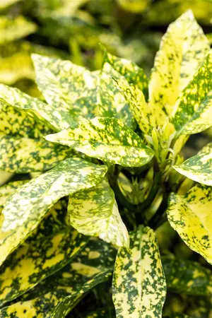 Aucuba jap. 'Crotonifolia' - 80-100 CM C20 - image 4