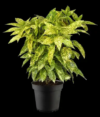 Aucuba jap. 'Crotonifolia' - 2.5 Ltr pot - image 3