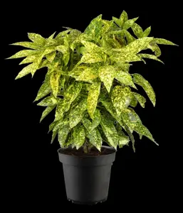 Aucuba jap. 'Crotonifolia' - 2.5 Ltr pot - image 3