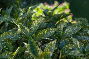 Aucuba jap. 'Crotonifolia' - 2 Ltr pot - image 2