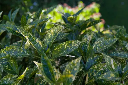 Aucuba jap. 'Crotonifolia' - 30-40 CM C5 - image 2