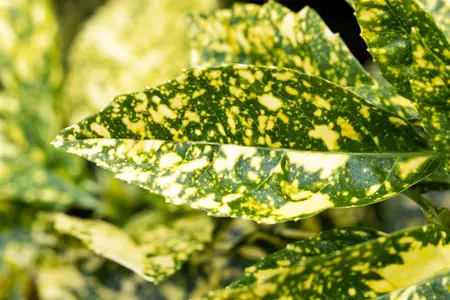 Aucuba jap. 'Crotonifolia' - 30-40 CM C10 - image 4