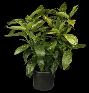 Aucuba jap. 'Helene'