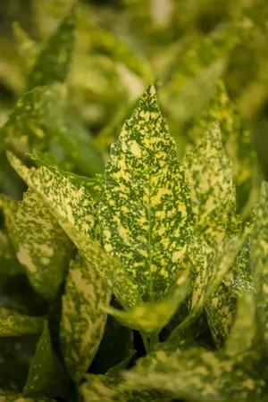 Aucuba jap. 'Variegata' - 2 Ltr pot - image 3