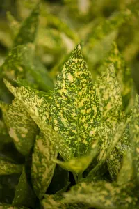 Aucuba jap. 'Variegata' - 40-50 CM C5 - image 3