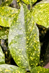 Aucuba jap. 'Variegata' - 60-80 CM C30 - image 3