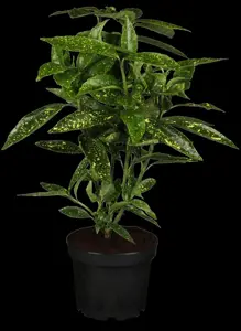 Aucuba jap. 'Variegata' - 2 Ltr pot - image 2