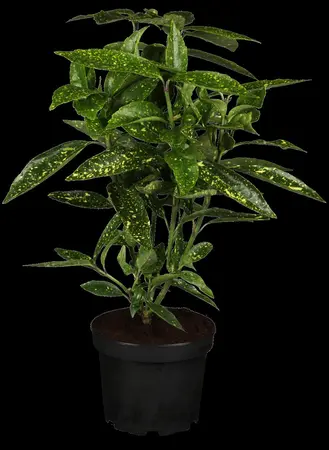 Aucuba jap. 'Variegata' - 40-50 CM C5 - image 2